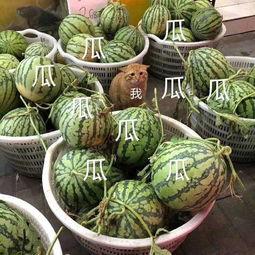 可云娱乐吃瓜